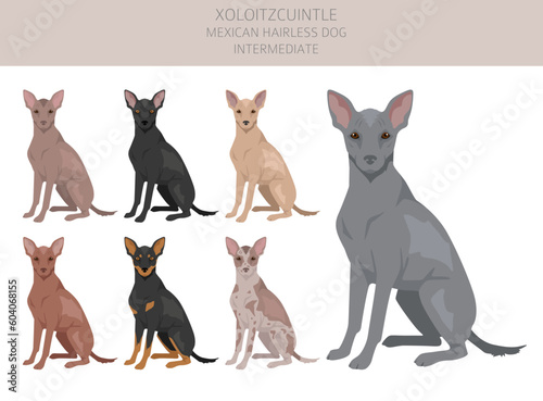 Xoloitzcuintle, Mexican hairless dog intermediate clipart. Different poses, coat colors set