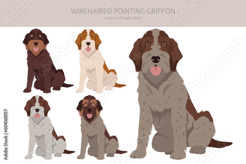 Wirehaired Pointing Griffon clipart. Different poses, coat colors set
