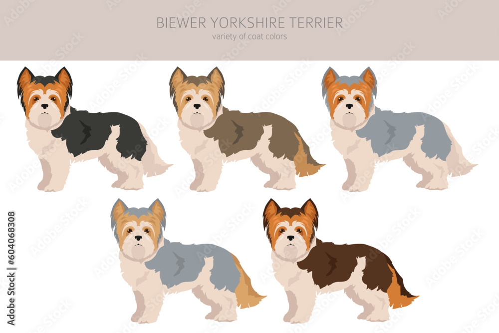 Biewer Yorkshire Terrier clipart. Different poses, coat colors set