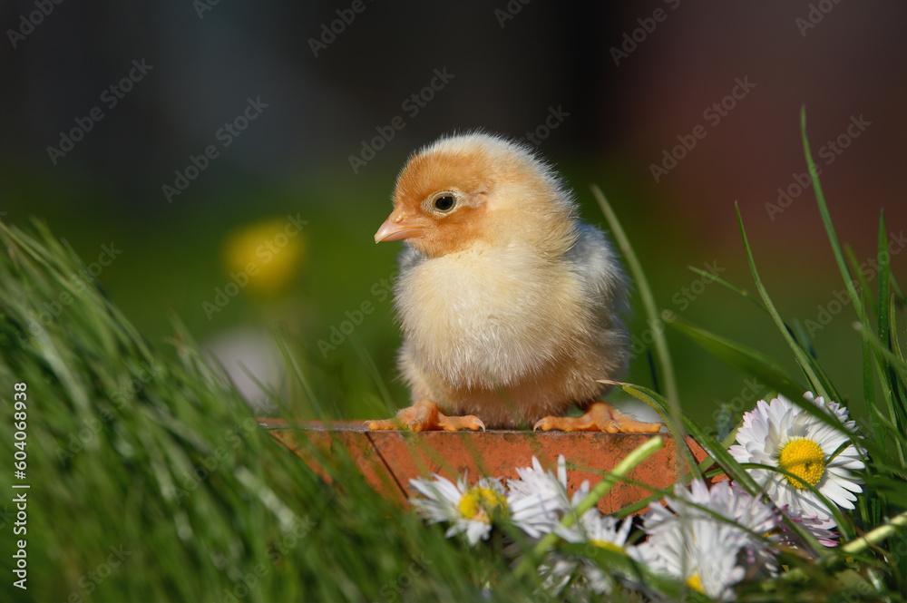 cute yellow baby chick posing on grass outdoors