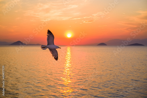 Seagull in flight over the sea in the setting sun.