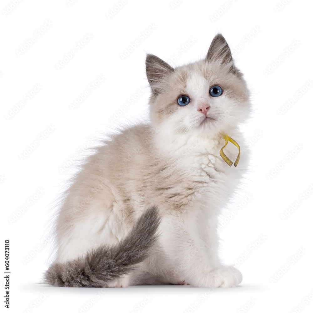 Adorable blue bicolor Ragdoll cat kitten, sitting side ways. Looking towards camera with blue eyes. Isolated on a white background.