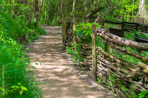 path in the forest