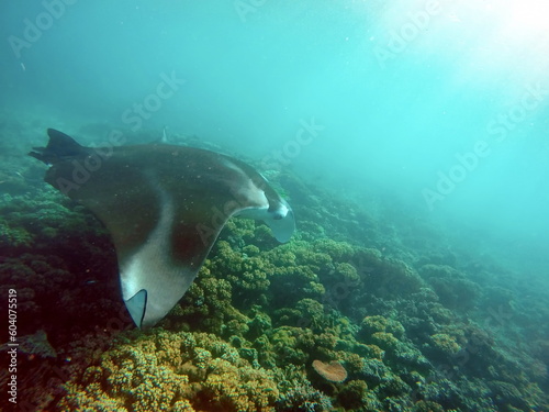 Reef Manta Ray (Mobula alfredi) feeding above the reef off of Naviti Island, Fiji © Angela
