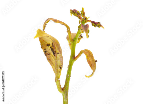 Green citrus aphids isolated on white background, Aphis spiraecola photo