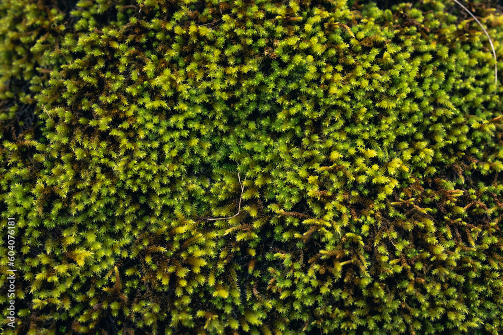 green lichens on rock. climate change green lichens on rock. climate change