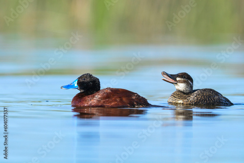  Lake Duck in Pampas Lagoon environment, La Pampa Province, Patagonia , Argentina. photo