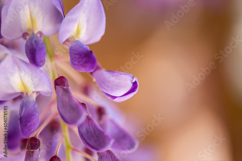 imagen detalle de las flores de una Syringa lila