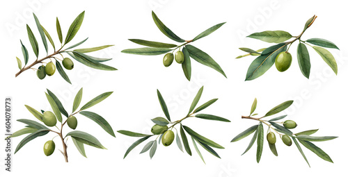 Watercolor olive branch . Generative Ai