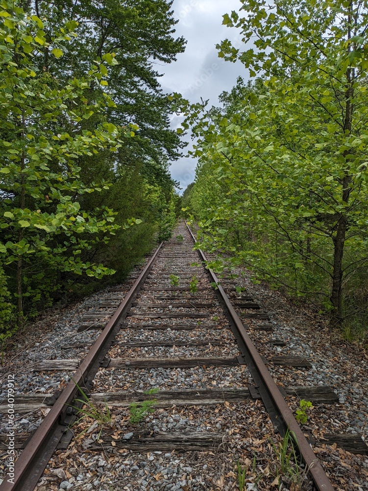 railway in the forest railway in the forest