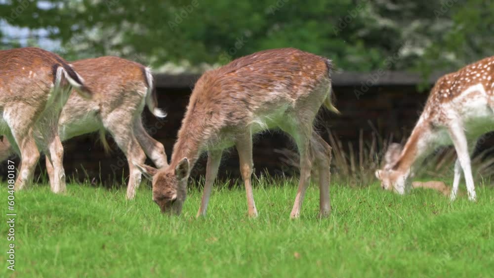 Close up of single Fallow deer grazing in a sunny field with small herd grazing behind it Close up of single Fallow deer grazing in a sunny field with small herd grazing behind it