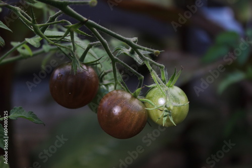 Pomidory koktajlowe/Cherry tomatoes