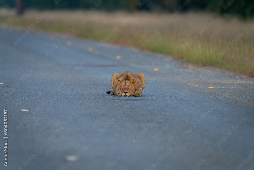Young male lion lying staring on road Young male lion lying staring on road