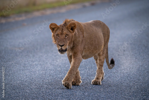Young male lion walks along paved road