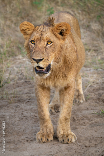 Young male lion stands with open mouth