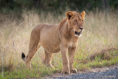 Young male lion stands beside paved road