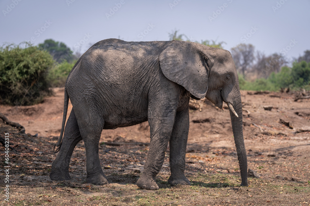 African bush elephant stands in dappled sunshine