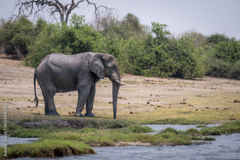 African bush elephant stands on grass riverbank African bush elephant stands on grass riverbank