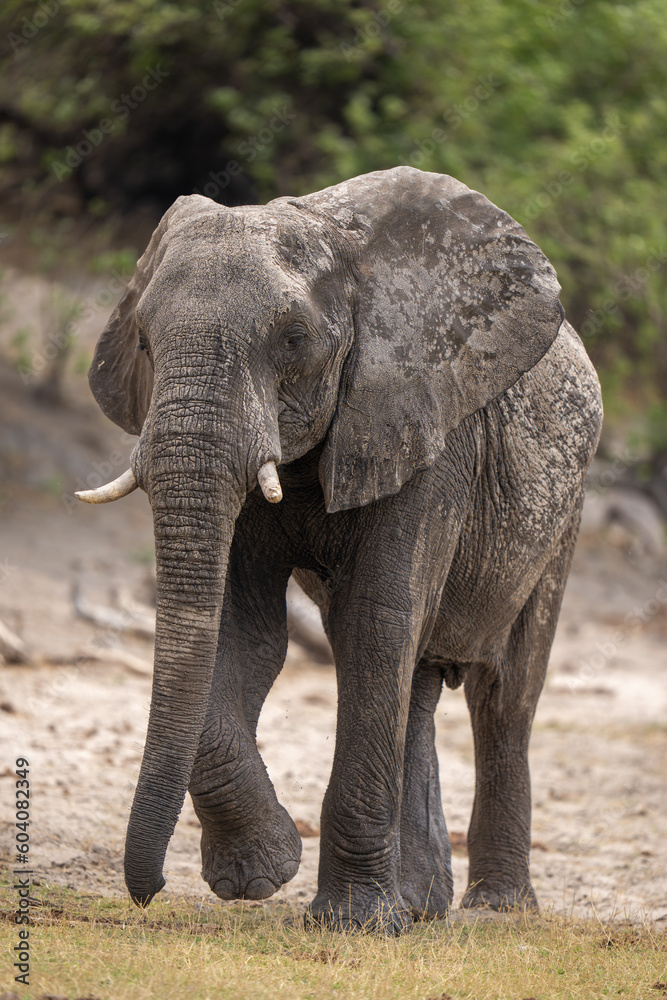 African bush elephant raises foot approaching camera