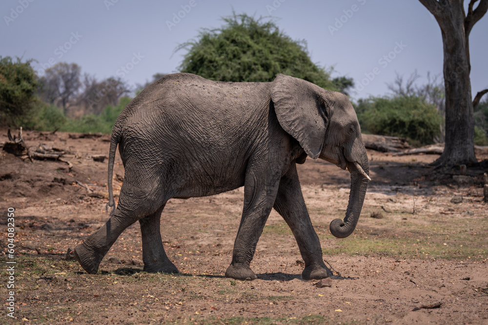 Fototapeta premium African bush elephant passes tree in sunshine