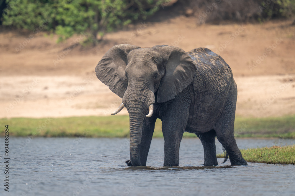 Fototapeta premium African bush elephant stands in shallow water