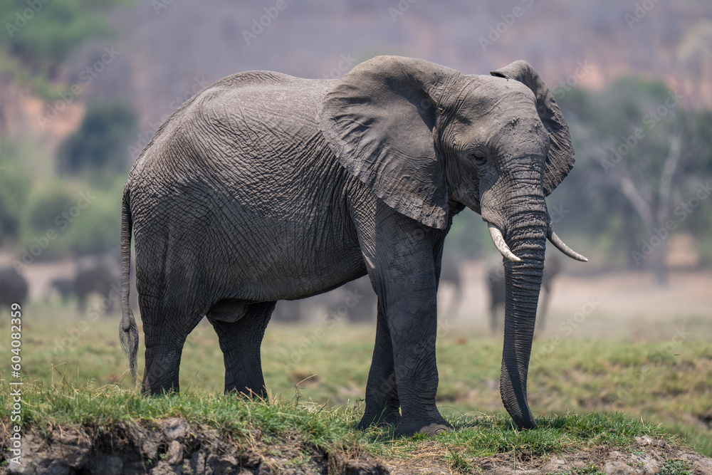 Fototapeta premium African bush elephant standing on grassy riverbank