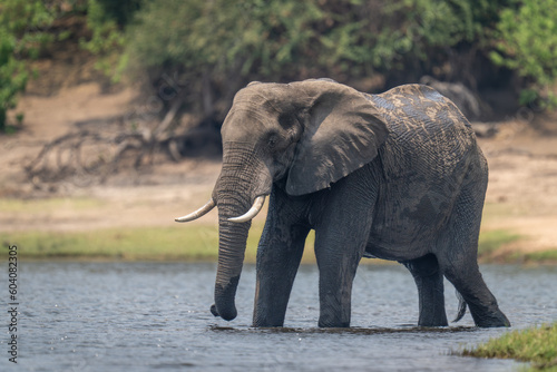 African bush elephant wades through shallow river