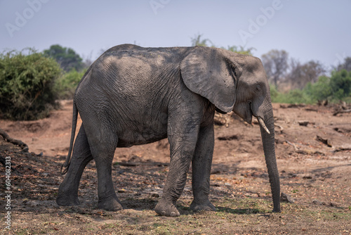 African bush elephant stands in dappled sunshine