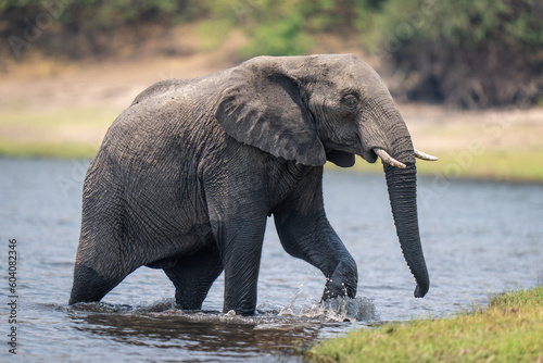 African bush elephant splashes out of river photo