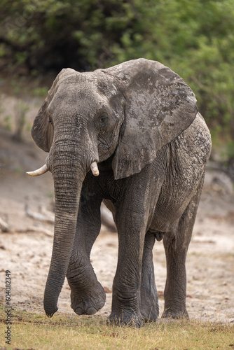 African bush elephant raises foot approaching camera