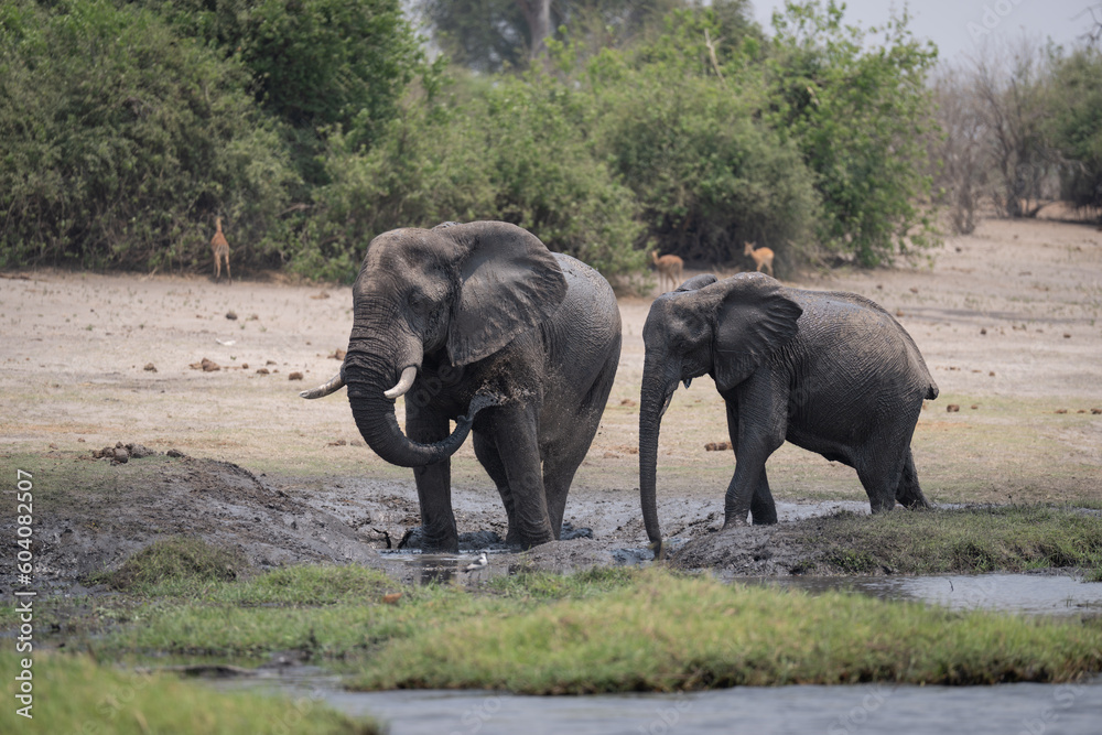 Fototapeta premium African bush elephant blows mud over leg
