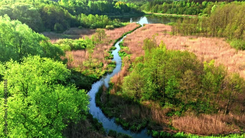 River and green forest at sunrise in spring. River and green forest at sunrise in spring.