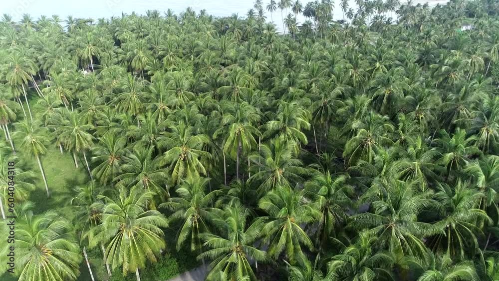 drone flight over coconut forest in thailand, excellent view of coconut plantation