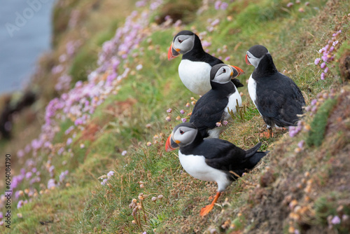 Φωτογραφία A colony of puffins grouped together on a colourful cliff edge.