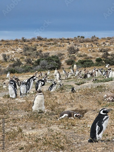 valle lleno de pinguinos