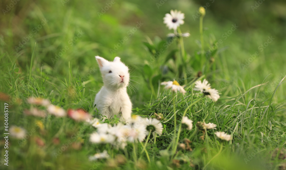 little white rabbit in the flower field