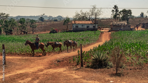 Farm for organic tobacco farming in the region of Vinales in Cuba.