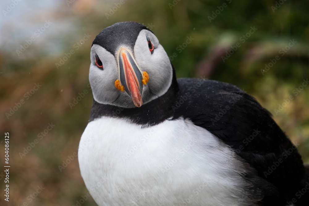 Naklejka premium Close up of a colourful atlantic puffin.