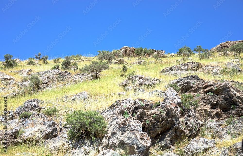 Semi-shrubs among the stones in the steppe