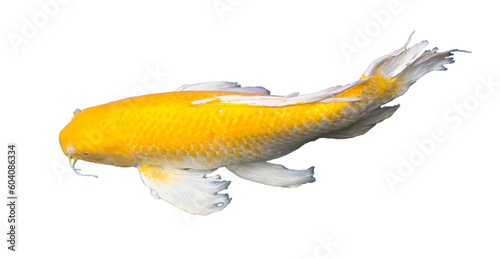 Yellow Kigoi butterfly koi carp fish is swimming in carp pond. Isolated, transparent, PNG file, photograph. Thailand. photo