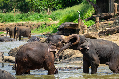 Photography bathing elephants in the river