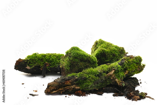 Fresh green moss on rotten branch and stone isolated on white, side view