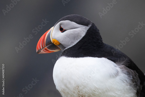 Close up of a colourful atlantic puffin. 
