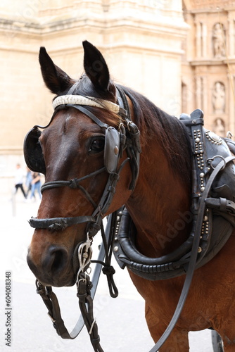 Horse with carriage in the center of Palma de Mallorca Spain