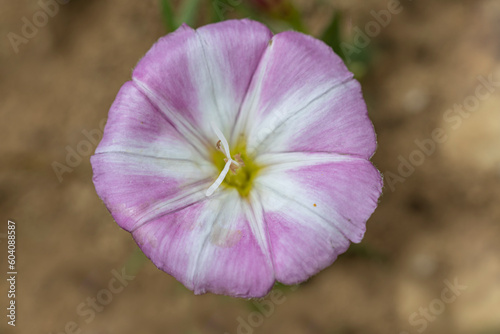 Macro de fleur de liseron