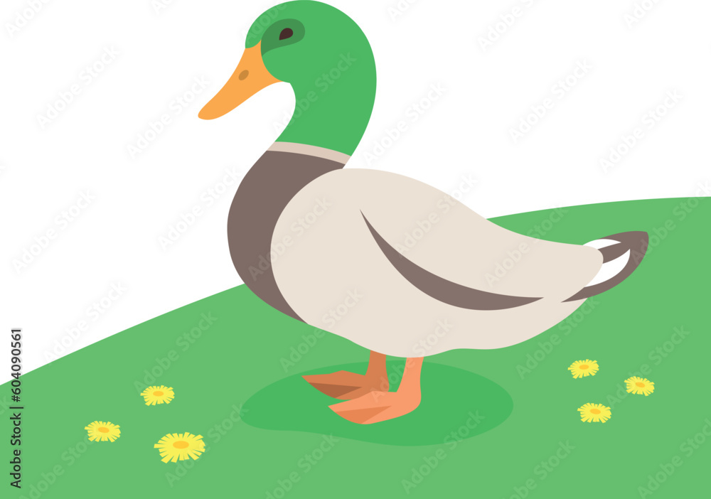 Drake, a male duck standing on the green grass. Farm fowl. Domestic animals flat cartoon illustration. Spring meadow background Drake, a male duck standing on the green grass. Farm fowl. Domestic animals flat cartoon illustration. Spring meadow background