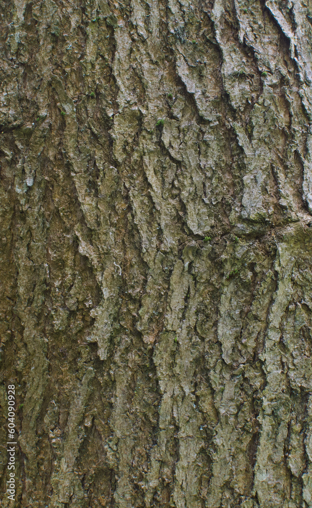 Details of the bark of catalpa speciosa Details of the bark of catalpa speciosa