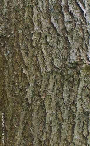 Details of the bark of catalpa speciosa
