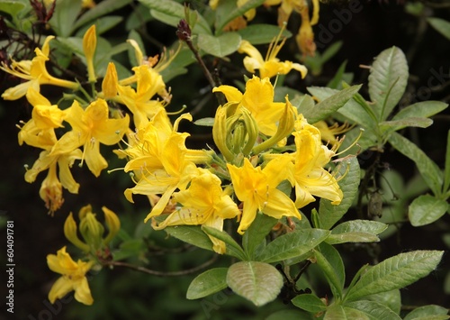 yellow flowers of azalea bush at spring in park