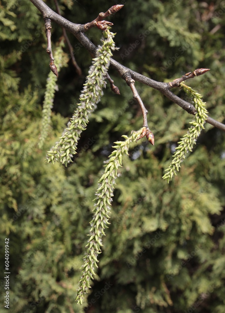green long catkins of blossoming tree common aspell-Populus tremula green long catkins of blossoming tree common aspell-Populus tremula